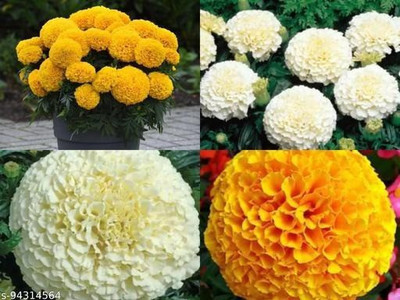 Elanthalir Marigold Plant(Hybrid, Pack of 2)