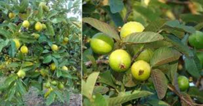 BREEZY BLOOMS Guava Plant(Hybrid, Pack of 1)