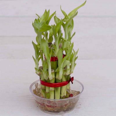 GHF Two Layer Bamboo Plant(Pack of 1)