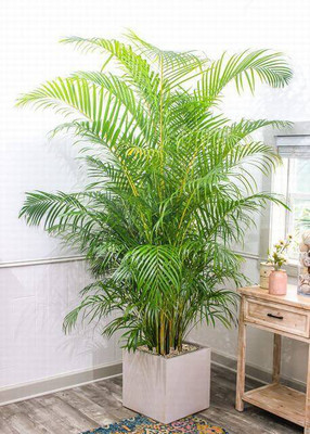 FasanGreen Areca Palm(Hybrid, Pack of 1)