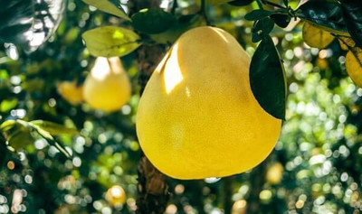 KUMUBON TRADES Lemon Plant(Hybrid, Pack of 1)