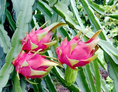 KS TRADERS Dragon Tree(Hybrid, Pack of 1)