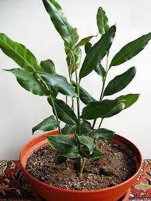 KUNUBON Elaichi/Cardamom Plant(Hybrid, Pack of 1)