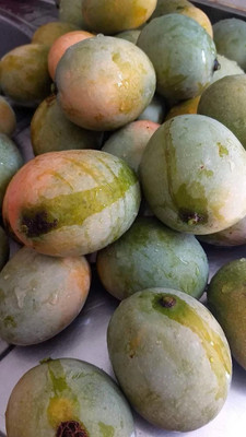 Sarika Mango Plant(Hybrid, Pack of 1)