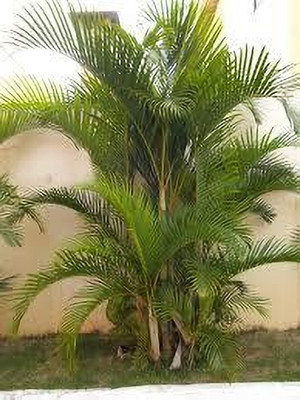 ZOOMGREEN Areca Palm(Hybrid, Pack of 1)