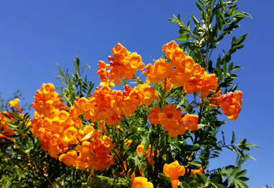 PUSHPARGHYA Tecoma Plant(Hybrid, Pack of 1)