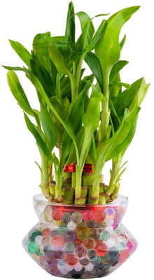 LivePlant Lucky Bamboo Straight Stick(Hybrid, Pack of 1)