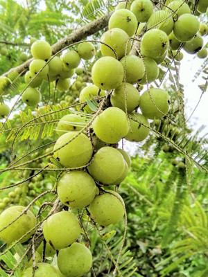 LeafLinks Amla Plant(Hybrid, Pack of 1)
