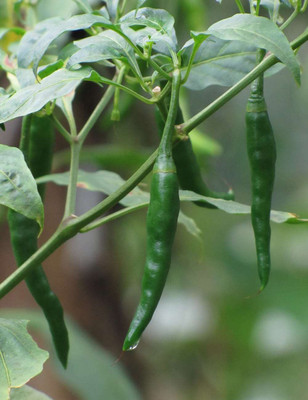 AMAJIT Long Green Chilli Seeds_84 Seed(84 per packet)