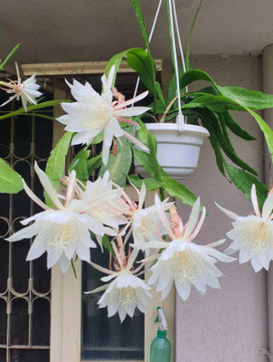 PPSGENTERPRISE Brahma Kamal Plant(Hybrid, Pack of 1)