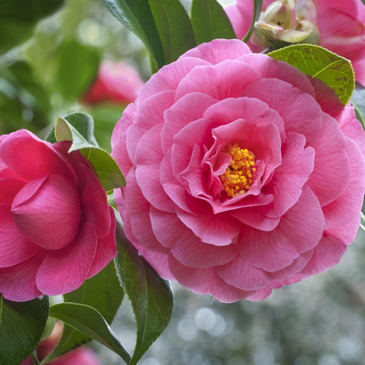 CRGO ADENIUM Seed(65 per packet)