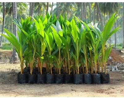 Ukanda Coconut Plant(Hybrid, Pack of 1)