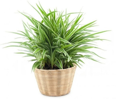 YourPlant Spider Plant(Hybrid, Pack of 1)
