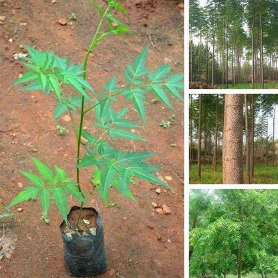 Daffodils Neem Plant(Hybrid, Pack of 1)
