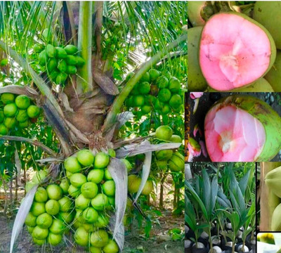 HYBRID Coconut Plant, Java Moss Coconut Cave(Hybrid, Pack of 1)