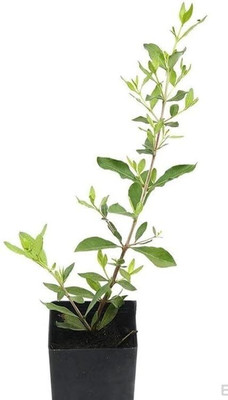BAAGAN Henna Plant(Hybrid, Pack of 1)
