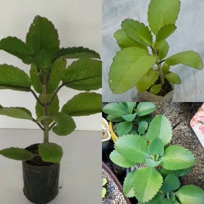 Cloud Farm Bryophyllum Pinnatum/Patharchatta Plant(Hybrid, Pack of 1)