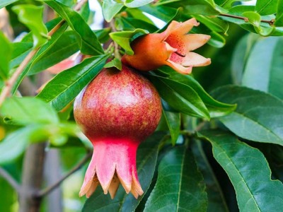 KUNUBON Pomegranate Plant(Hybrid, Pack of 1)