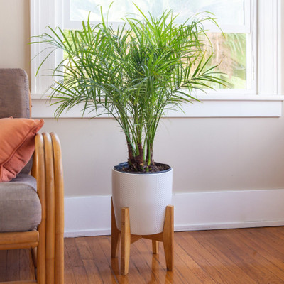 APOSOLUARD Phoneix Palm Plant(Hybrid, Pack of 1)