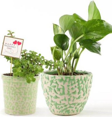 Cloud Farm Money Plant(Hybrid, Pack of 1)