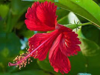 Mohomaya Hibiscus Plant(Hybrid, Pack of 1)