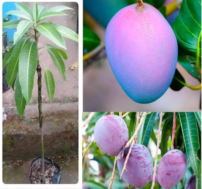 ibains Miyazaki miyazaki mango fruit seeds highest Seed(1 per packet)