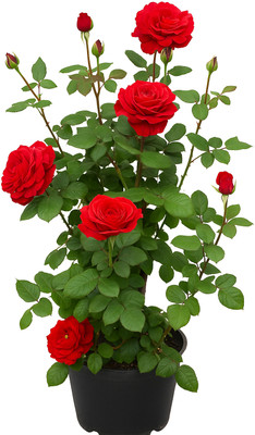 Subhrajit Rose Plant(Hybrid, Pack of 1)