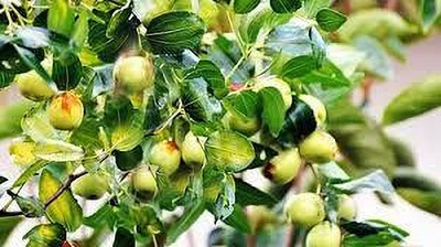 BREEZY BLOOMS Ber Apple Plant(Hybrid, Pack of 1)
