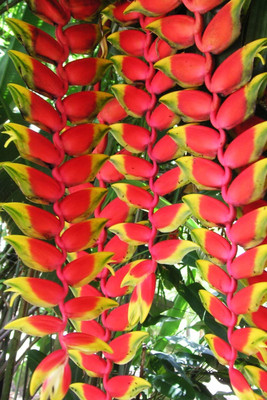 Narumanam Bird of Paradise Plant(Hybrid, Pack of 1)