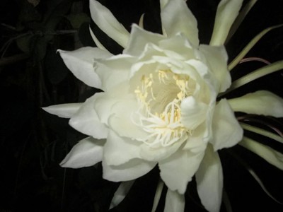 CHILLATAI Brahma Kamal Plant(Pack of 1)