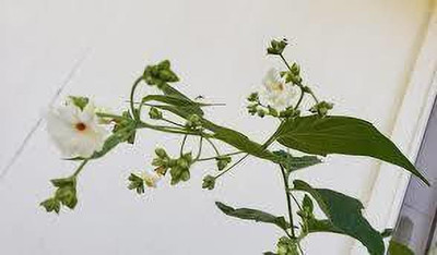 Bakuchi Jasmine Plant(Hybrid, Pack of 1)