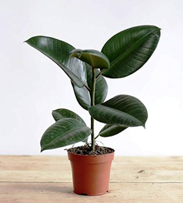 Cloud Farm Rubber Tree(Hybrid, Pack of 1)