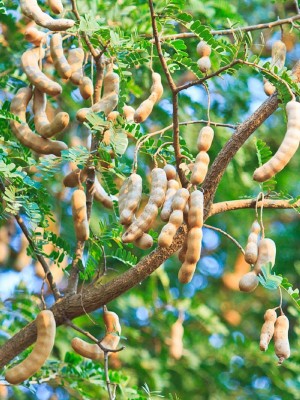 MAHAMAYA A TO Z Tamarind Plant Seed, Sweet tamarind plant Seed(35 per packet)