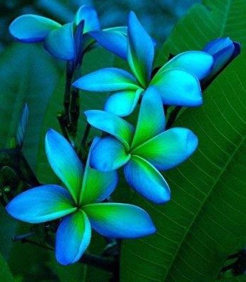 ONLINE PLANT BAZAR Plumeria Plant(Hybrid, Pack of 1)