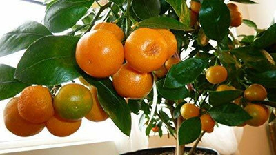 MKR Enterprises Orange Seed(20 per packet)