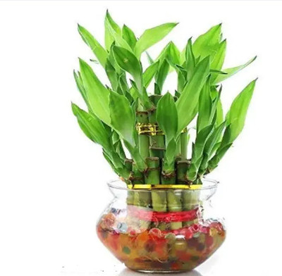 Gabbro Two Layer Bamboo Plant(Hybrid, Pack of 1)