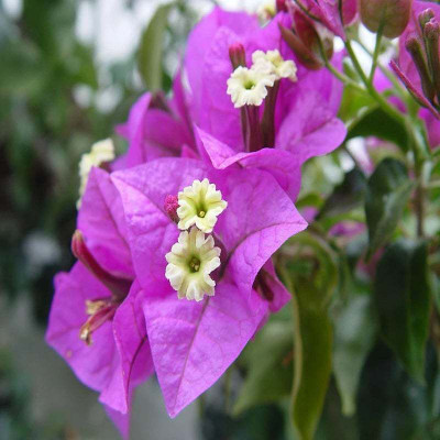 AFARTIOBINA Baugainvillea Plant(Hybrid, Pack of 1)