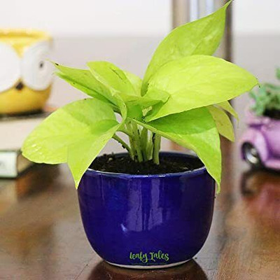 Oxygreenplant Golden Money Plant(Hybrid, Pack of 1)
