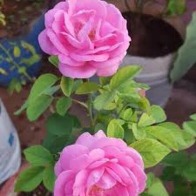 MAQINPLANTHOUSE Rose Plant(Hybrid, Pack of 1)