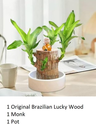 BrasilOak Creation Mini Brazalian wood, Lucky Bamboo Straight Stick(Hybrid, Pack of 3)