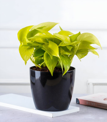 GLOBQRO Money Plant(Hybrid, Pack of 1)