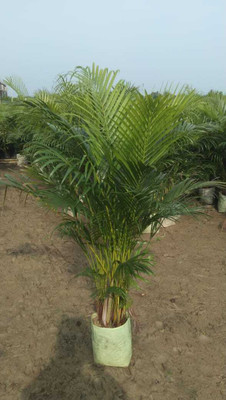 OxygenCart Areca Palm(Hybrid, Pack of 1)
