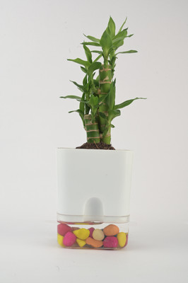 AVR with Happiness inhouse Lotus Plant(Pack of 1)