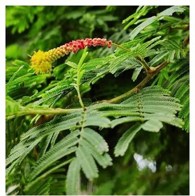 Treeicks Shami/Jand Plant(Hybrid, Pack of 1)