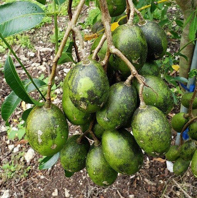 SHREYAGREEN Amra Plant(Hybrid, Pack of 1)