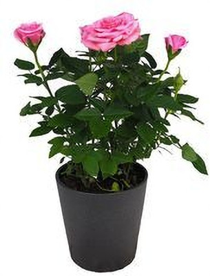 MAITRA AND SONS Rose Plant(Hybrid, Pack of 1)