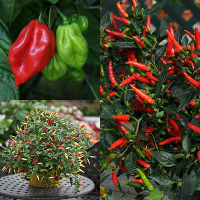 Cloud Farm Mirch/Chilli Plant(Hybrid, Pack of 1)