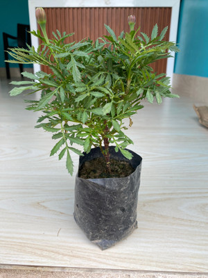 Marigold Marigold Plant(Hybrid, Pack of 1)