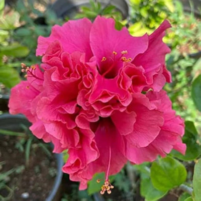 GLOBQRO Hibiscus Plant(Hybrid, Pack of 1)