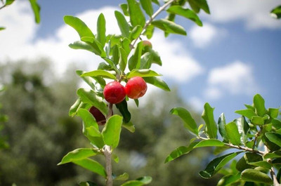 LeafLinkPlants Cherry Fruit Plant(Hybrid, Pack of 1)